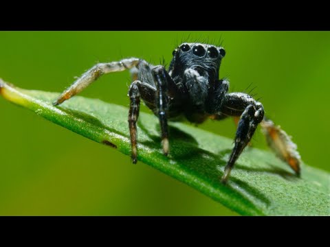 Youtube: It’s Mate or Die for this Jumping Spider  | Seven Worlds, One Planet | BBC Earth