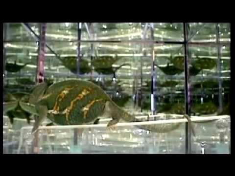 Youtube: Kopfball: Wie sieht ein Chamäleon im Spiegelsaal aus?