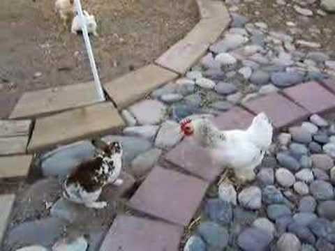 Youtube: Chicken Police?