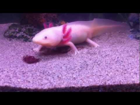 Youtube: Pablo the Mexican walking fish