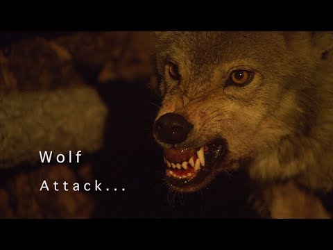 Youtube: wolf attack -  Two wolves Attack the sheep.