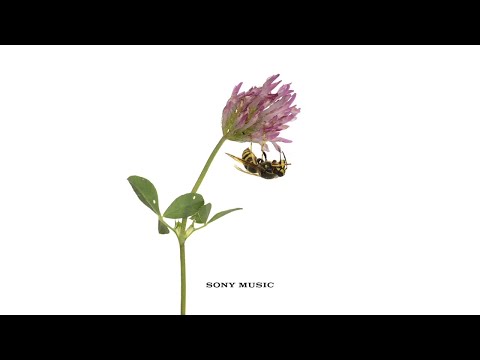 Youtube: Vampire Weekend - Harmony Hall (Official Audio)