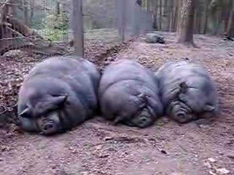 Youtube: Schnarchende Hängebauchschweine II