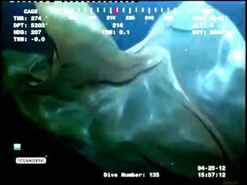 Youtube: Very Mysterious Sea Creature Deep In Our World's Oceans - FULL HD