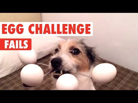 Youtube: Dog Egg Challenge Fails