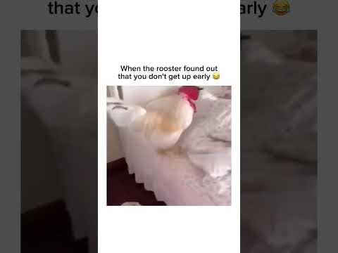 Youtube: Stay inspired – subscribe for new content! 🔥 #pets #funnyanimals #alarm