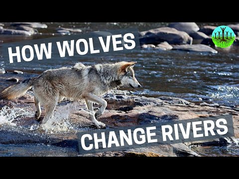 Youtube: How Wolves Change Rivers