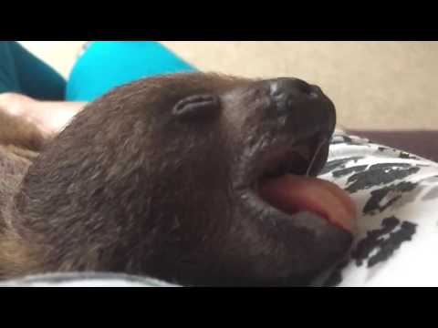 Youtube: Flash the baby sloth yawning
