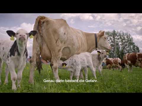 Youtube: Ratgeber Almsicherheit - Thema: Mutterkühe (Untertitel Deutsch)