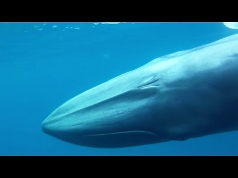 Youtube: Balaenoptera omurai - Omura's whale