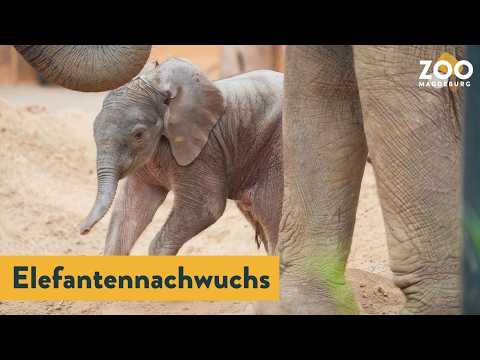 Youtube: 🐘 Nachwuchs im Zoo Magdeburg!