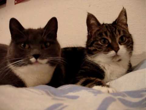 Youtube: The two talking cats