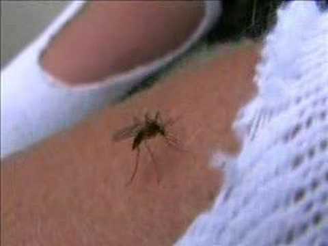 Youtube: Mosquito experiment