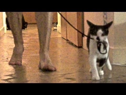 Youtube: How to walk your human