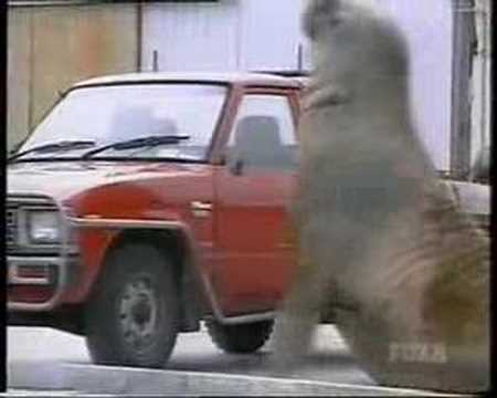 Youtube: Walrus/Elephant Seal Smashes Into Cars