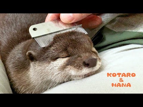 Youtube: カワウソコタローとハナ　父ちゃんのブラッシングでとろける　Otter Kotaro&Hana So Comfy