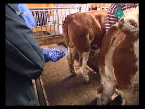 Youtube: Cattle insemination - Kuh Besamung