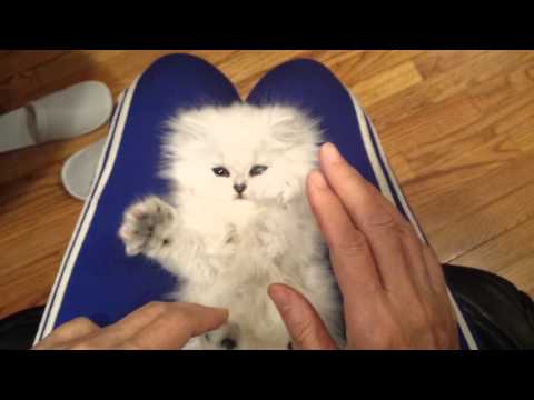 Youtube: Playful Persian Kitten Loves Their Tickles