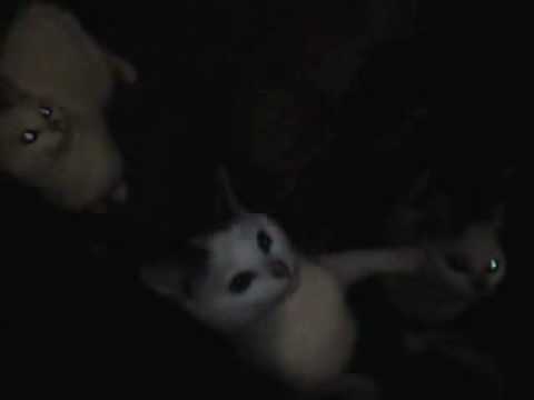 Youtube: Meine Katzen bei nacht