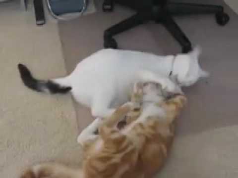 Youtube: UFC (ultimate fighting cats)