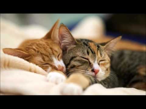 Youtube: 🎧3 Stunden Katzen Schnurren - Einschlafen | Entspannen | Meditieren