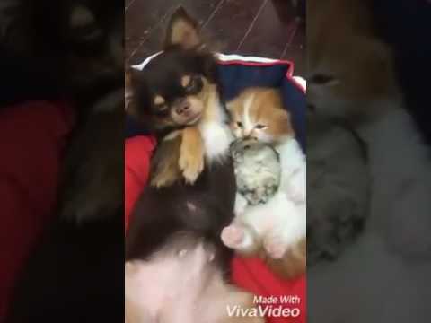 Youtube: Extrem unnormale Tierfreundschaft!! Hund, Katze und Hamster kuscheln zusammen!!