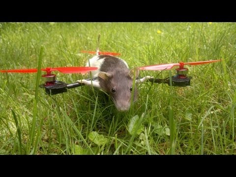 Youtube: First flight Ratcopter