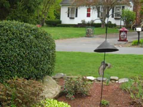 Youtube: Squirrel Bird Feeder Olympics