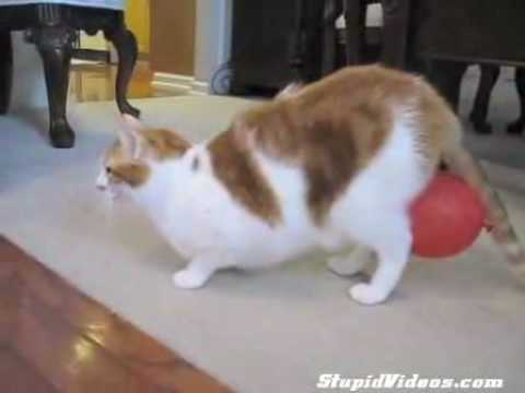 Youtube: Katze von Ballon verfolgt