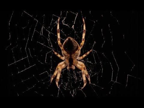 Youtube: Beautiful Spider Web Build Time-lapse | BBC Earth