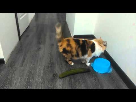 Youtube: Verrückte Katzen - Gurken Compilation (Lustige Katzenvideos)