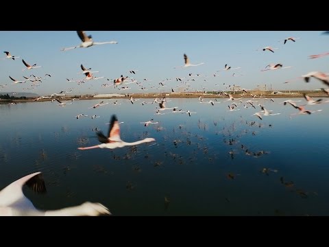 Youtube: Flying with Flamingos