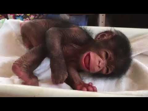 Youtube: Little Joey