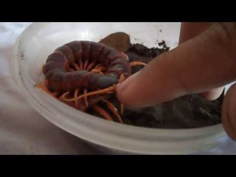 Youtube: Philippine Giant Centipede~Scolopendra Spinosissima~loves milk