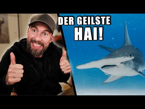 Youtube: Die verrückte Biologie des Hammerhais...