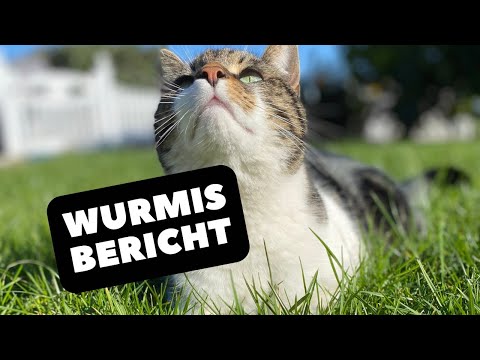 Youtube: Mach dir keine Sorgen Wurmi 😘