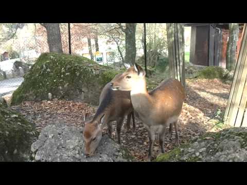 Youtube: A deer screams, whistles.