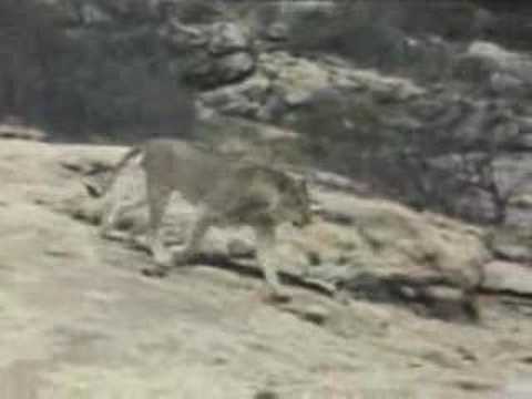 Youtube: christian the lion