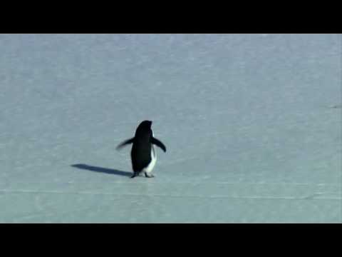 Youtube: Penguin, Depressed...