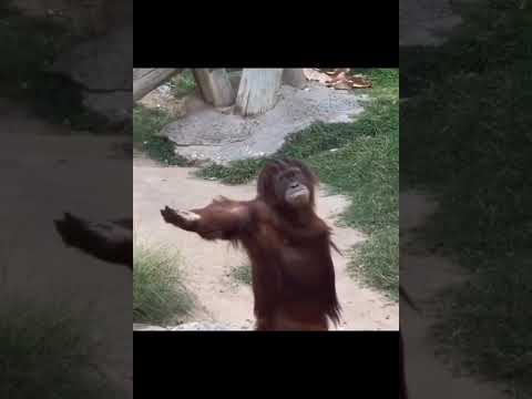 Youtube: Orangutan Demands For Food.
