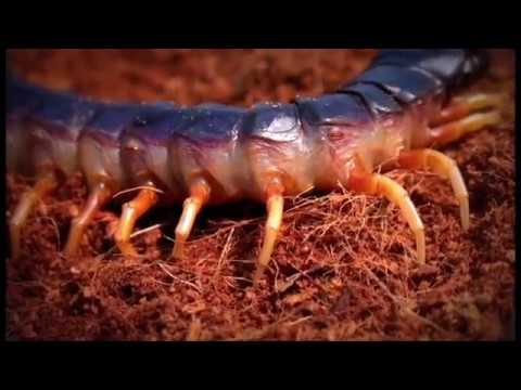 Youtube: Giant centipede (Scolopendra viridicornis) by Lobo Júnior