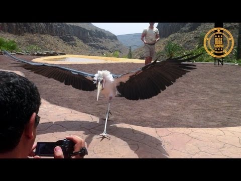 Youtube: Marabou Stork - The Undertaker Bird is showing of in the heat