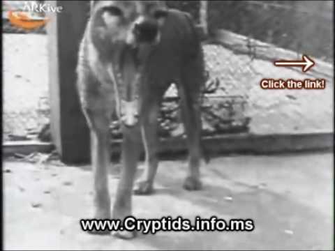 Youtube: Thylacine - Last Tasmanian Tiger 1933 Footage - Thylacine Video