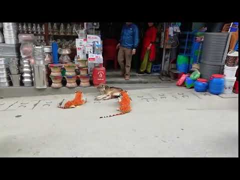Youtube: Sleeping Dog Gets Scared of Toy Tigers Upon Waking - 1108857-2