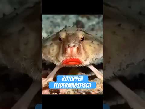 Youtube: Rotlippen-Fledermausfisch – Der Drag-Queen der Tiefsee