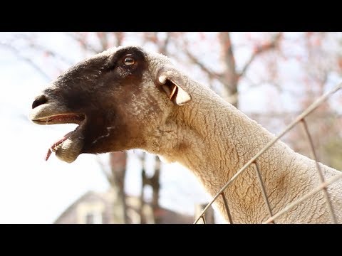 Youtube: The Screaming Sheep(2)
