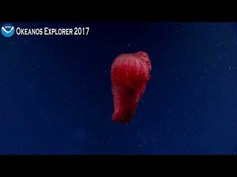 Youtube: Okeanos Explorer Video Bite: The Graceful Spanish Dancer