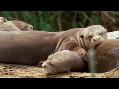Youtube: Riesenotter beim Sonnenbad | Wildlife on One | BBC Earth