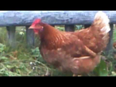 Youtube: Huhn frisst Maus Huhn ersetzt Katze1