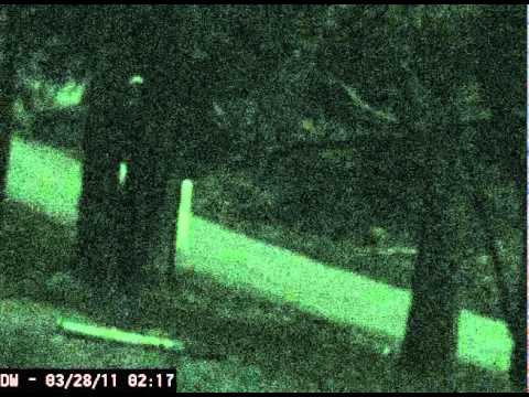Youtube: Strange Alien Stick-like creatures caught on security camera above Fresno in Yosemite National Park